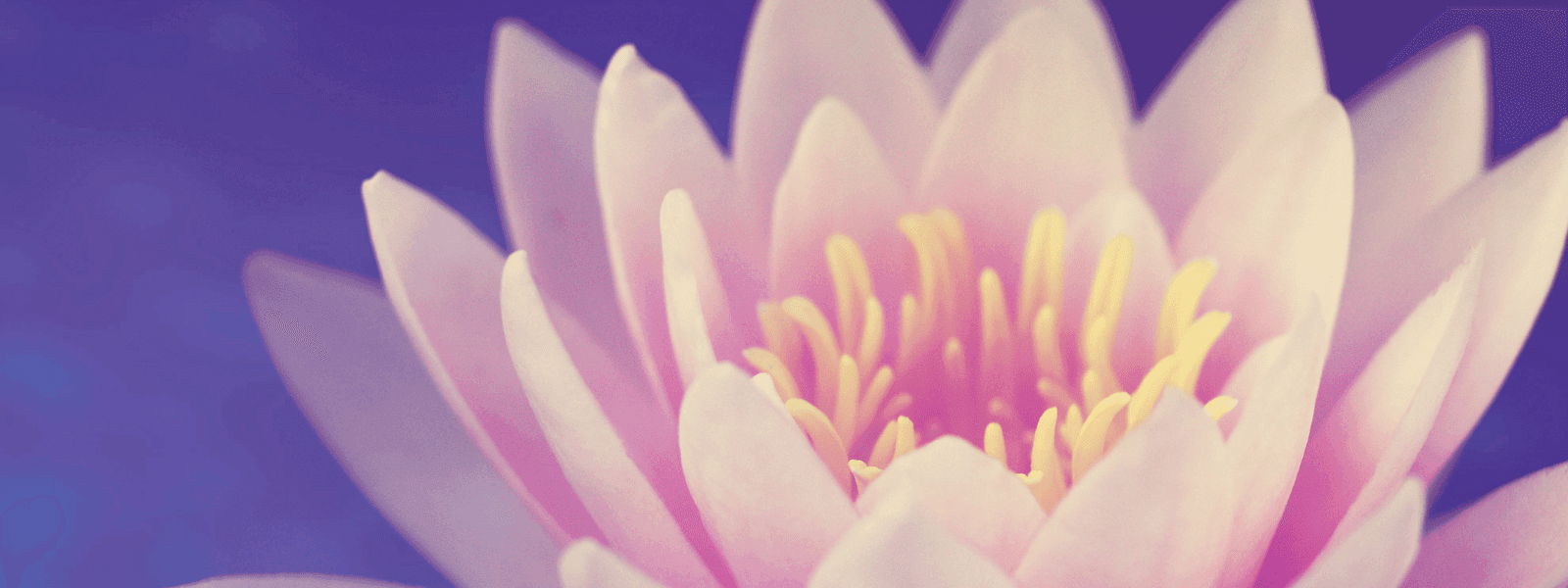 Lotus flower